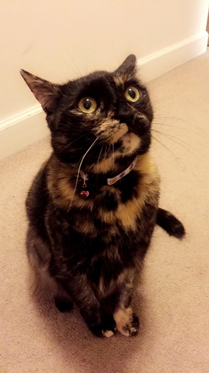 Cronut Is Very Expressive