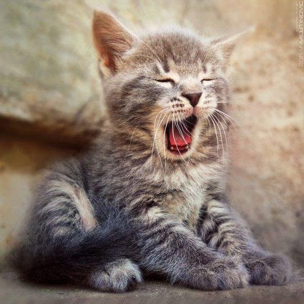 Cute Kitty Getting Tired 3