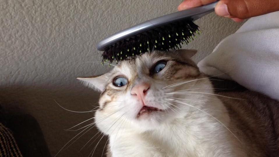 Derp