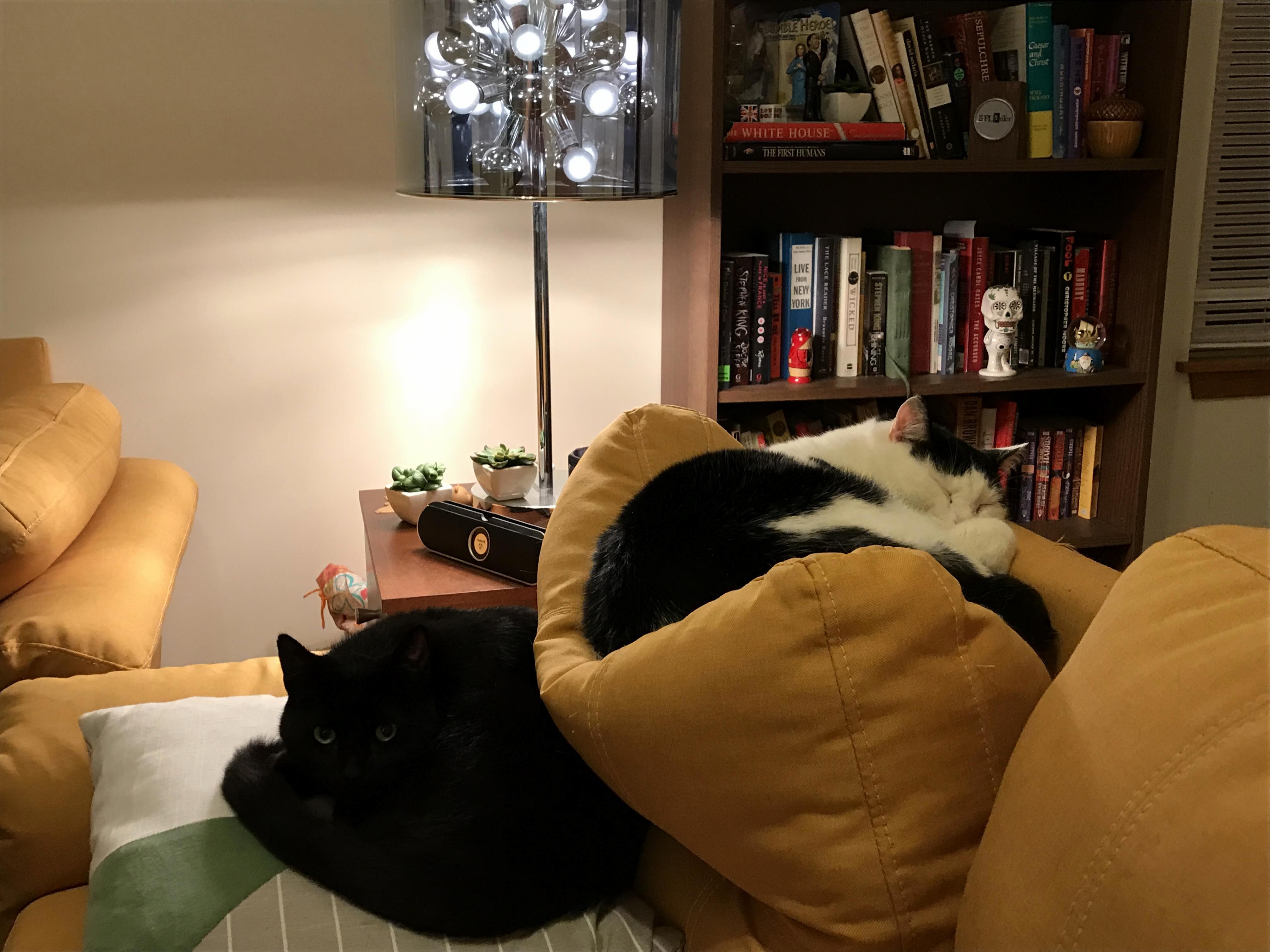Deuce Cats