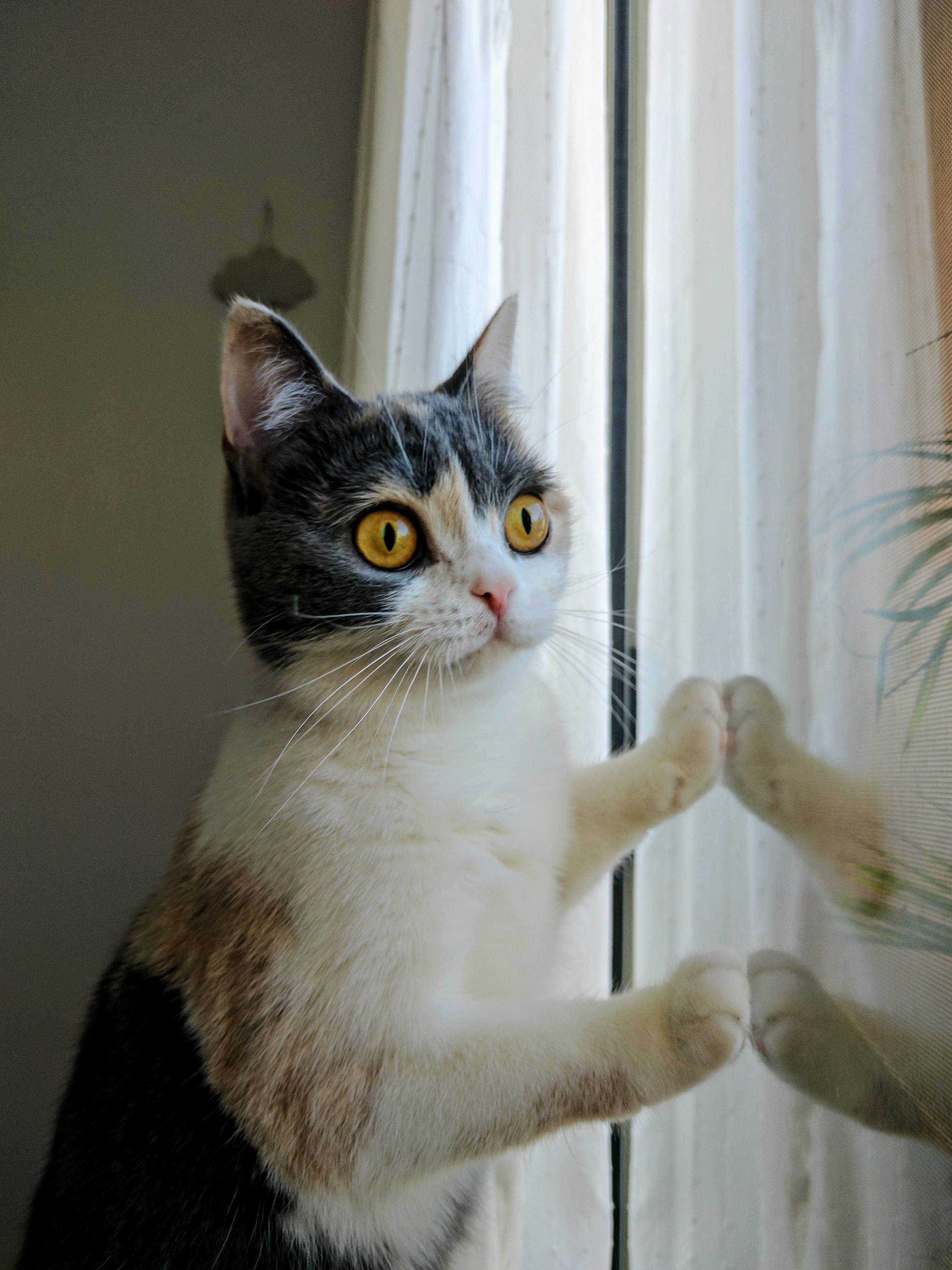 Effie Looking Out Her Favorite Window.
