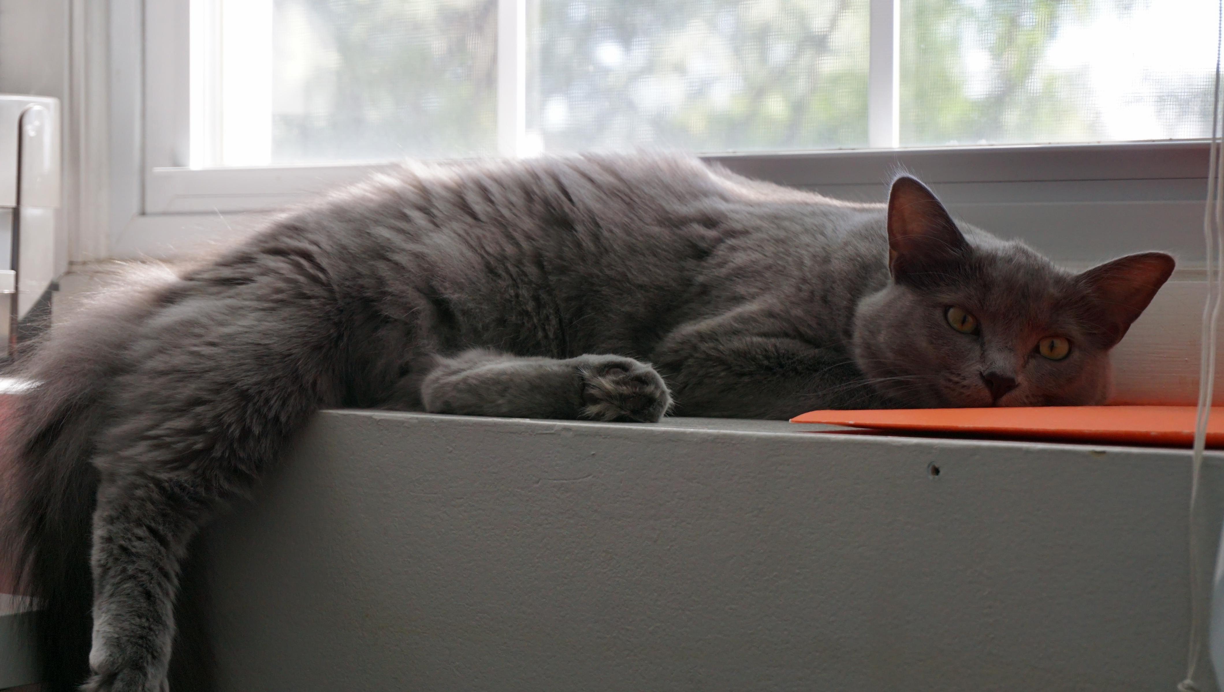 Eleanor on the Window Sill