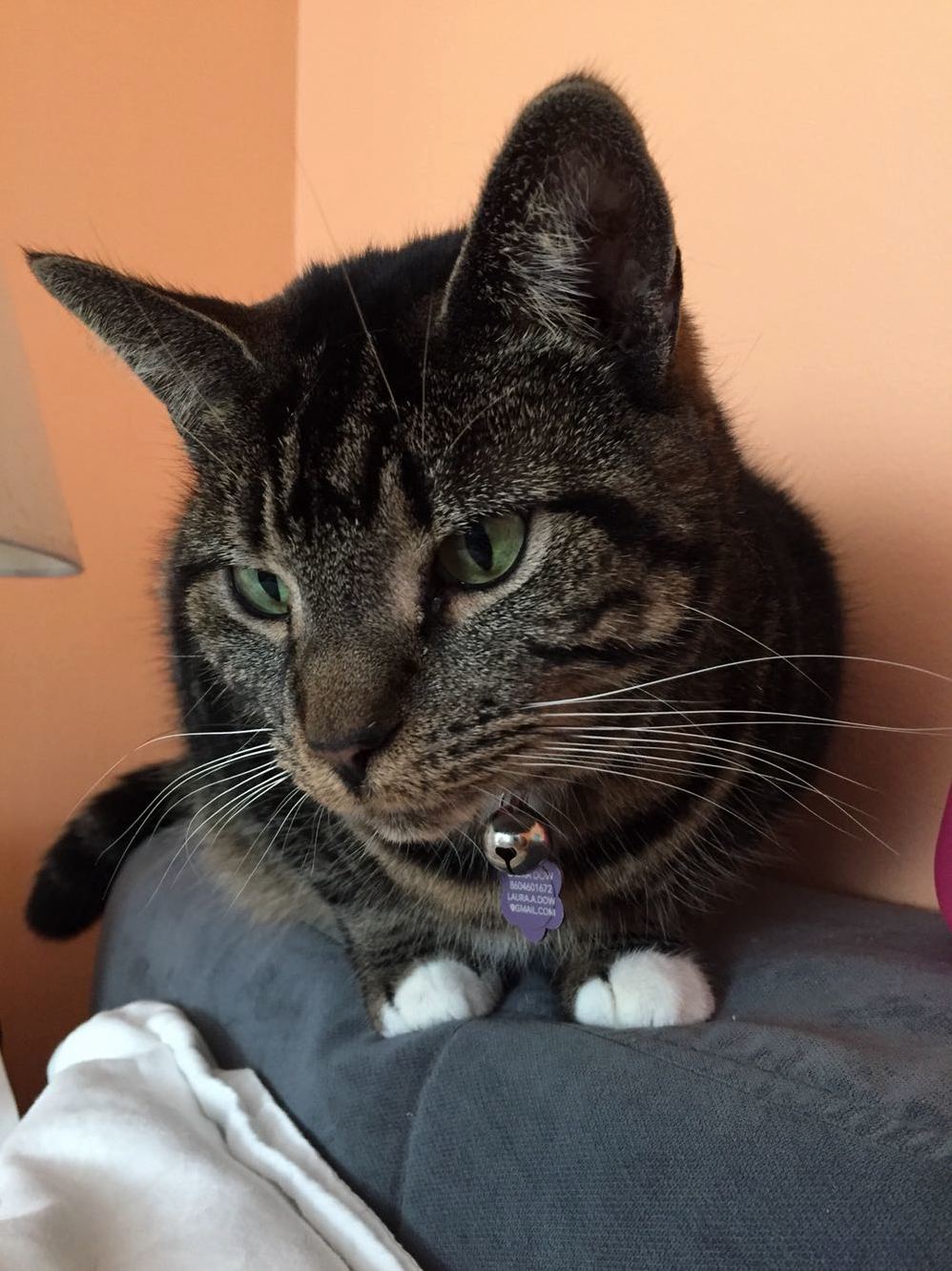 Evie Watching Me Post Surgery