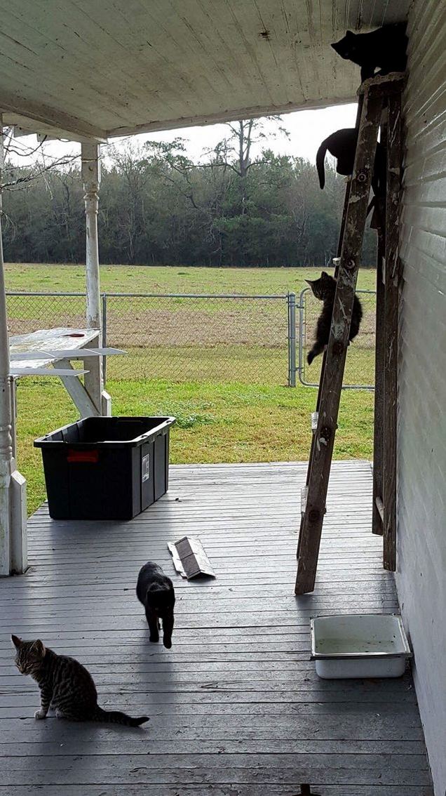 Farm Kittens Are the Best Kittens