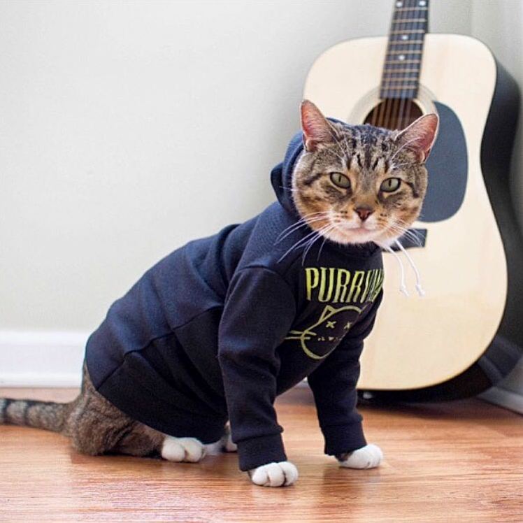Frank Wearing His Purrvana Hoodie