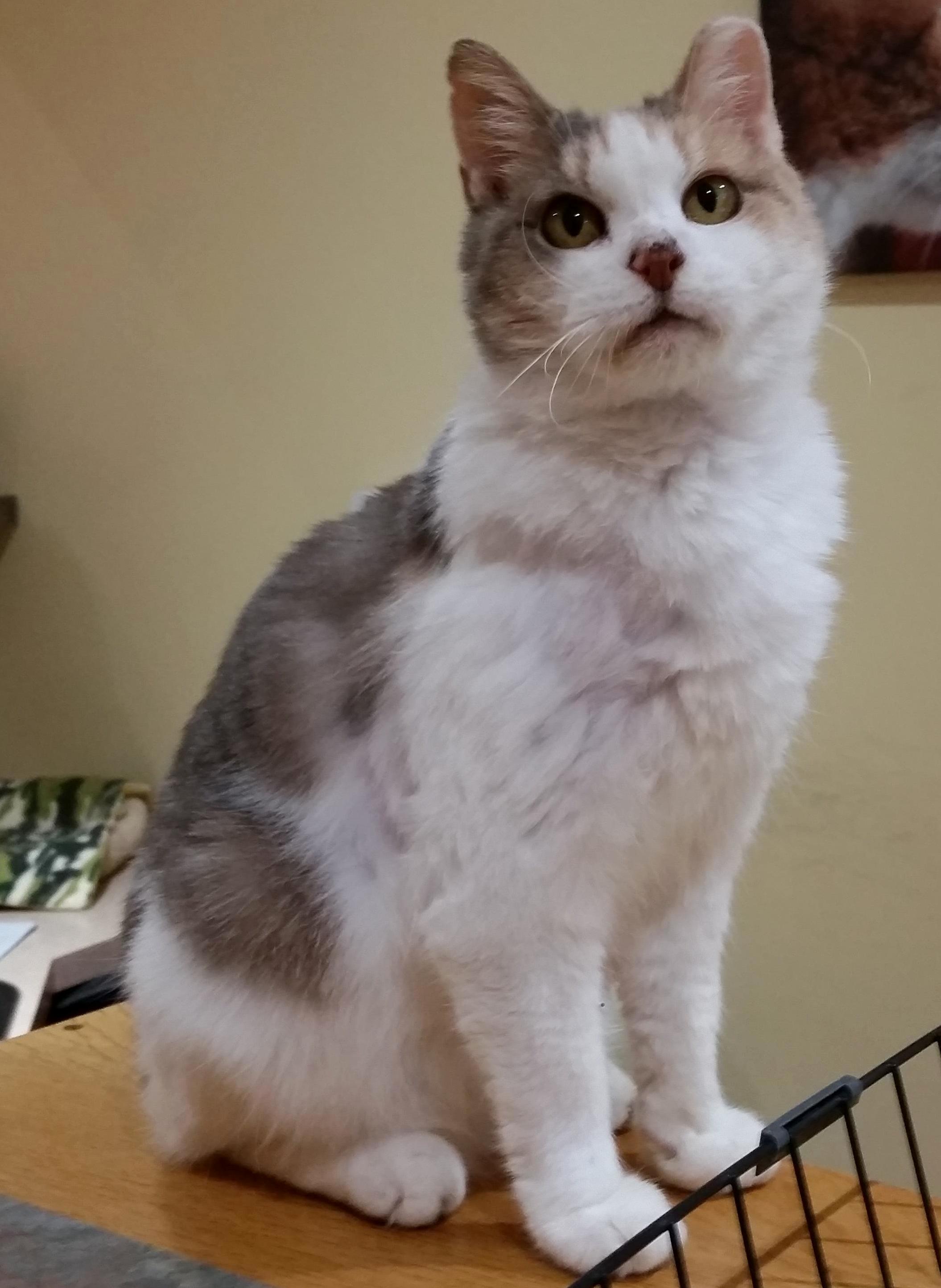 From Hoarding Situation to Cat Shelter Reception Desk Queen Chloe Is Just Beautiful.
