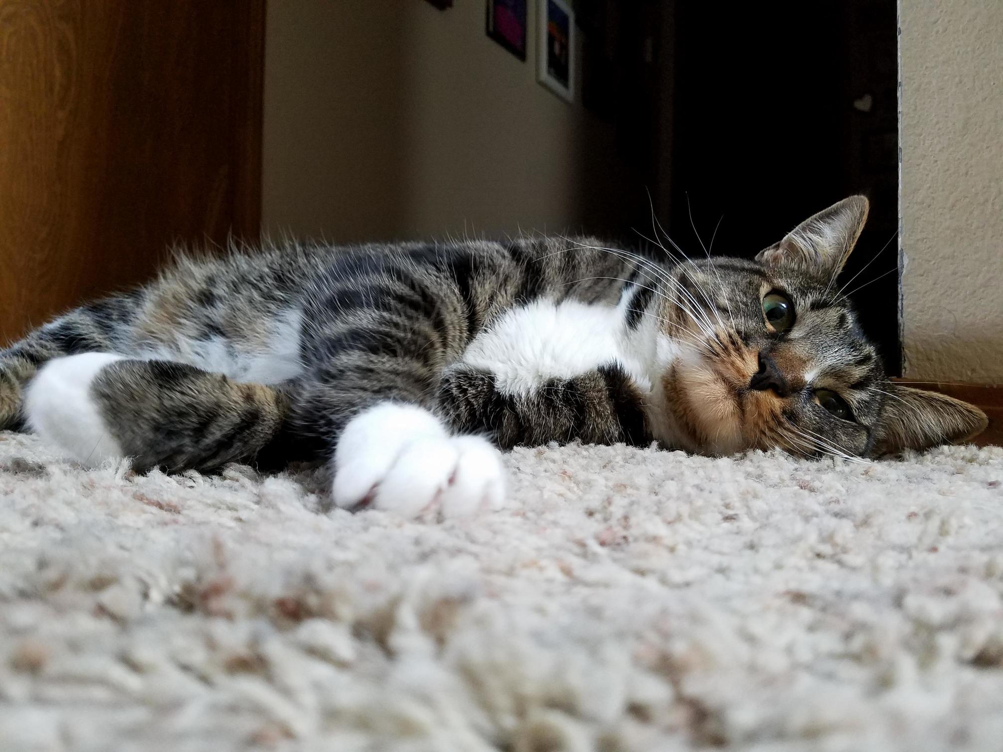 Go Away Human