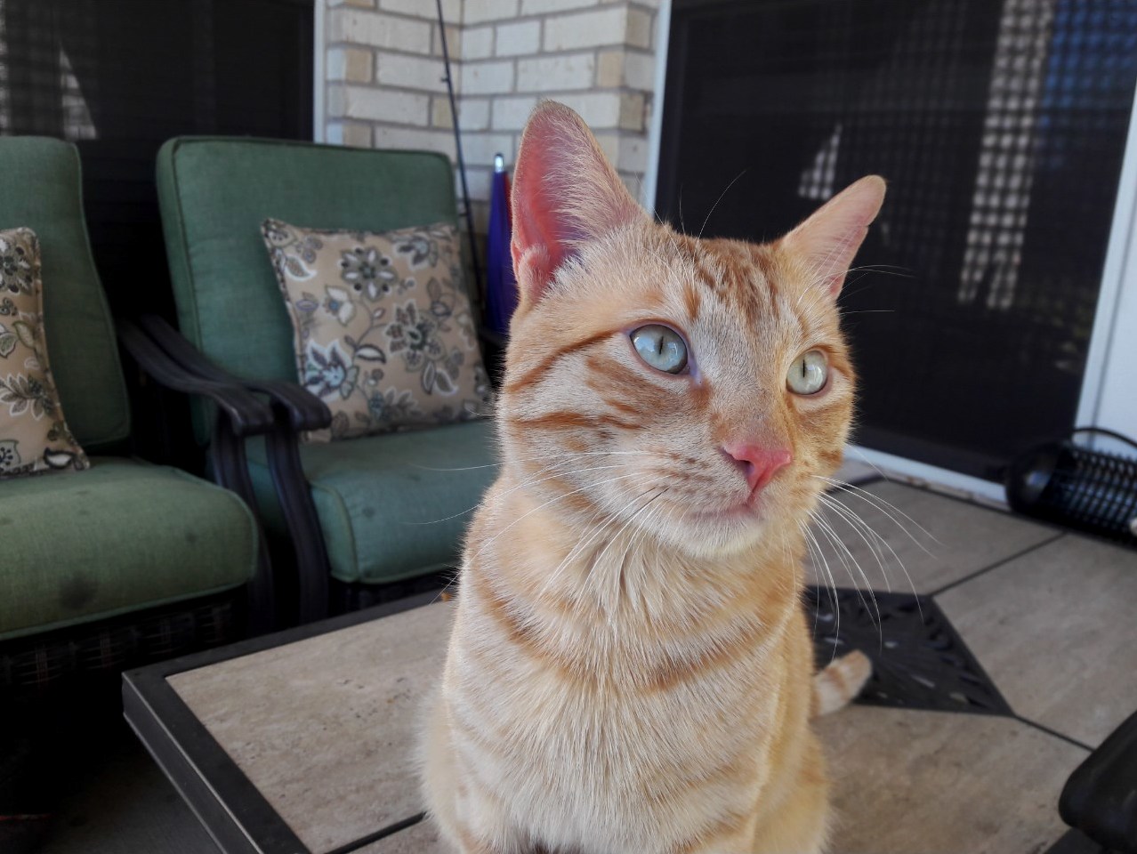 Greeted by This Beautiful Guy When I Got Home from School Today.