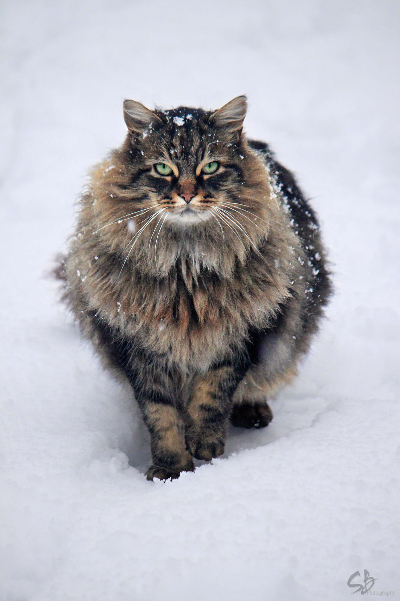 Hail to the Fluffy King Sushie