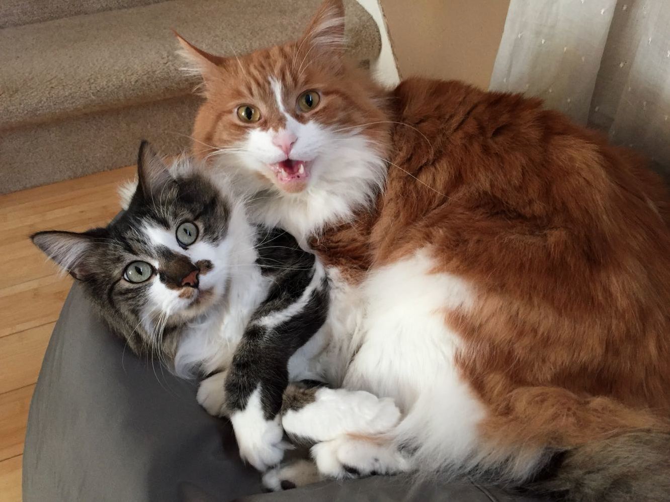 Harold and Omelette