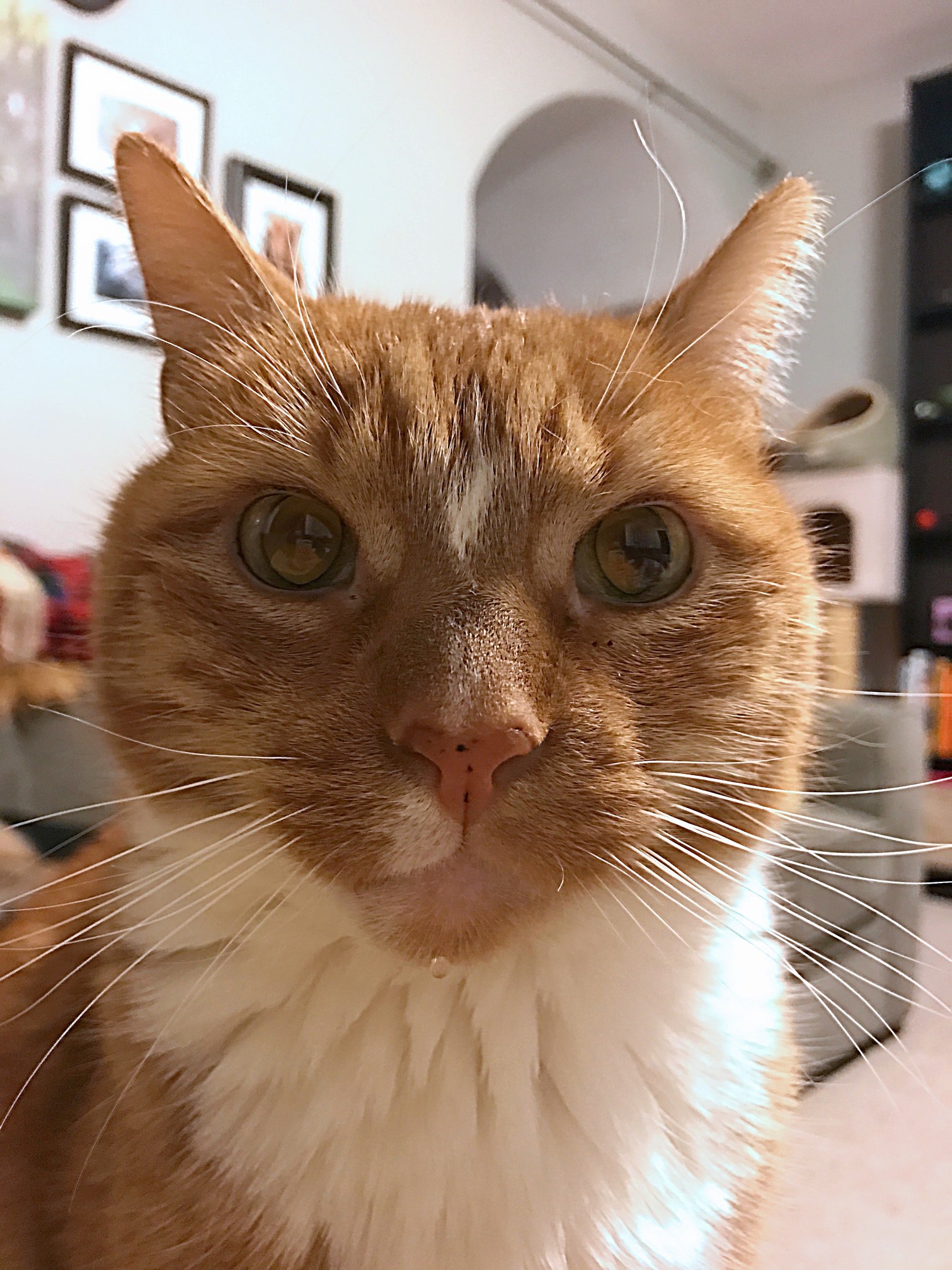 He Doesnt Know He Has a Water Droplet on His Little Chin