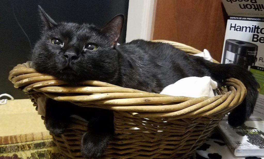 He Loves His Basket