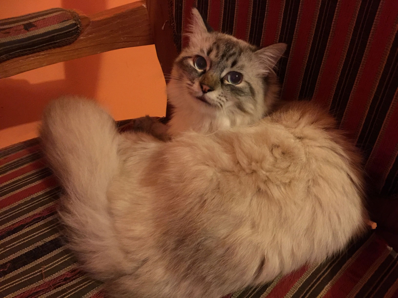 Heres My Cat Staring at Me for Daring to Breath Near Him
