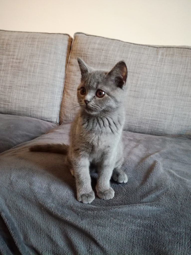 His Majesty Ciro Destroyer of Sofas