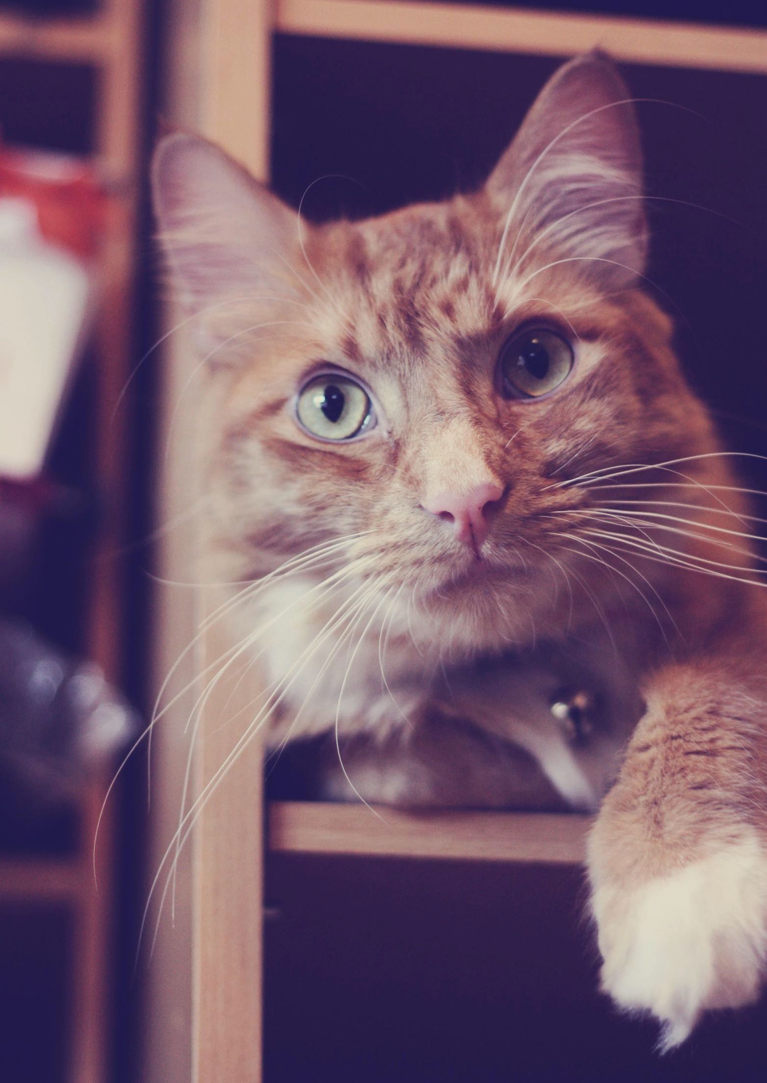 I Am Leaving for University Tomorrow and I Have to Leave My Very Best Friend Behind.