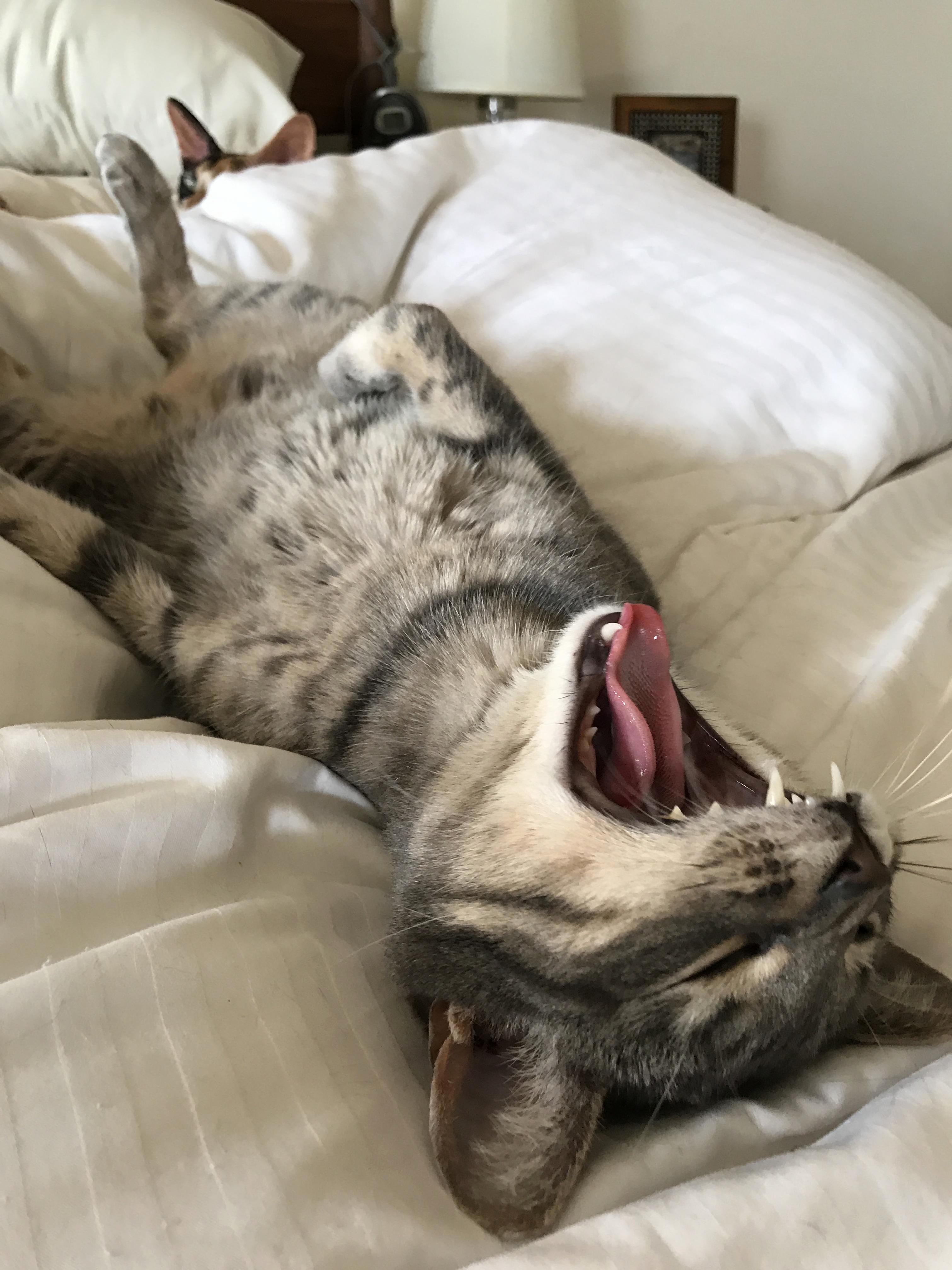 I Am Lion Hear Me Roar or I Ll Just Go Back to Sleep.