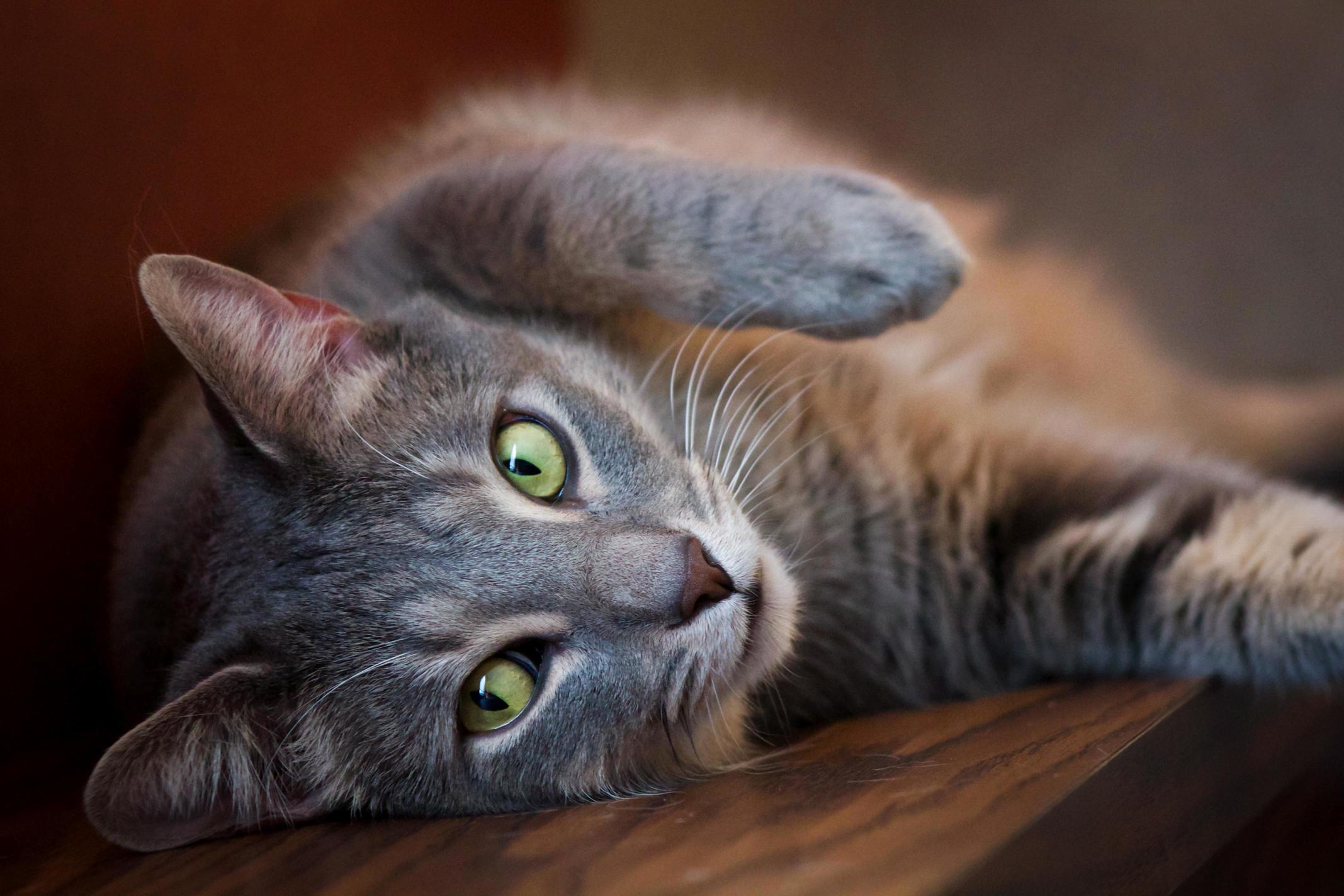 I Cant Help but Take His Picture