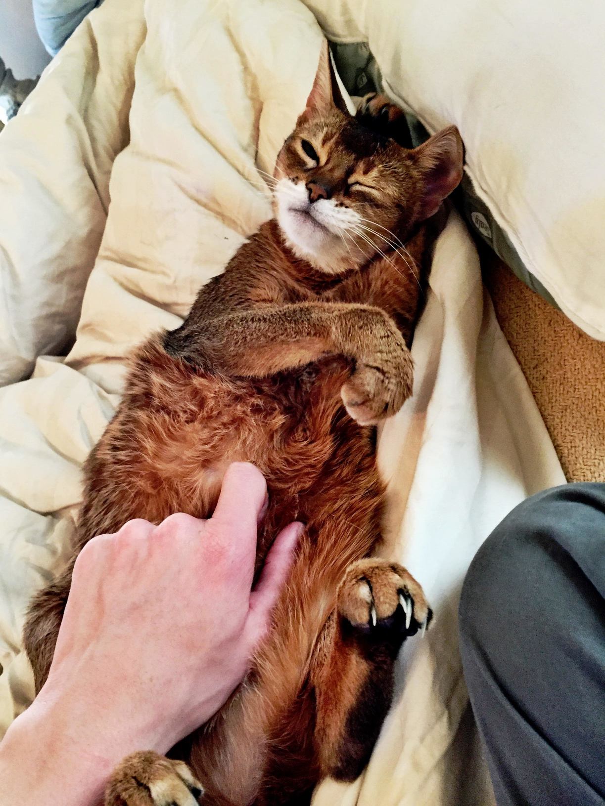I Dont Think I Ve Ever Been As Comfortable As My Cat Is 247