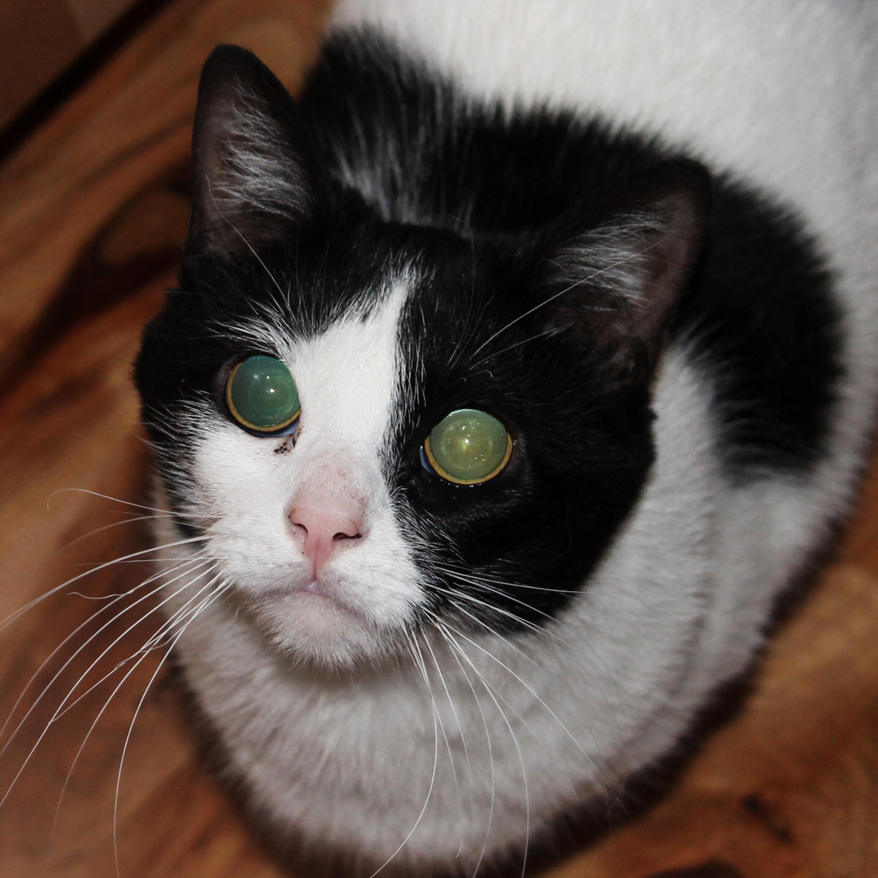 I Love My Cat Ruddager Whos Pupils Are Always Dilated and Made Some Artwork About Her in the Comments