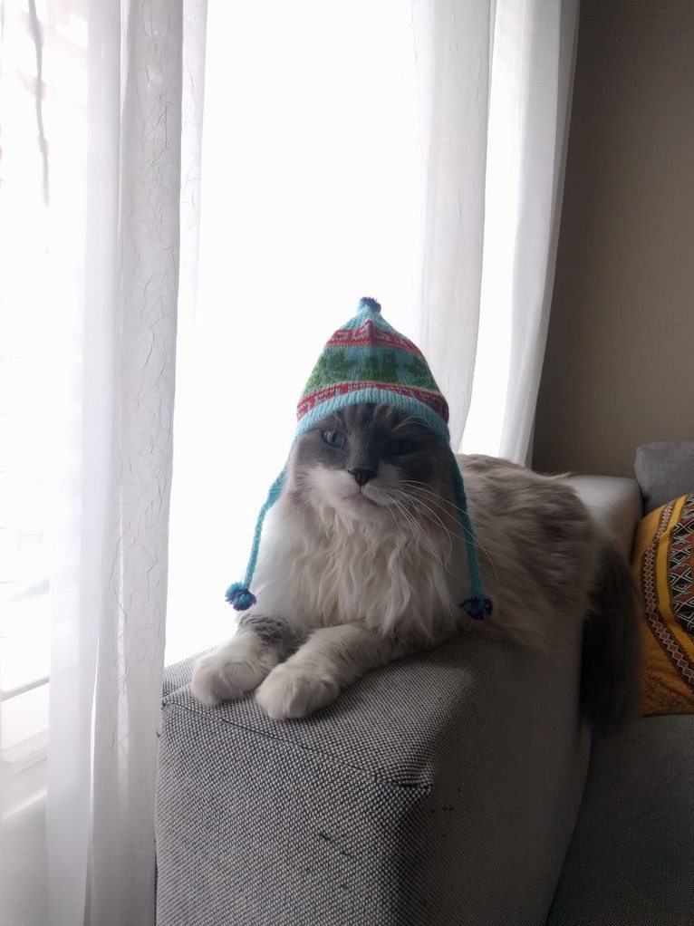 Inca Cat