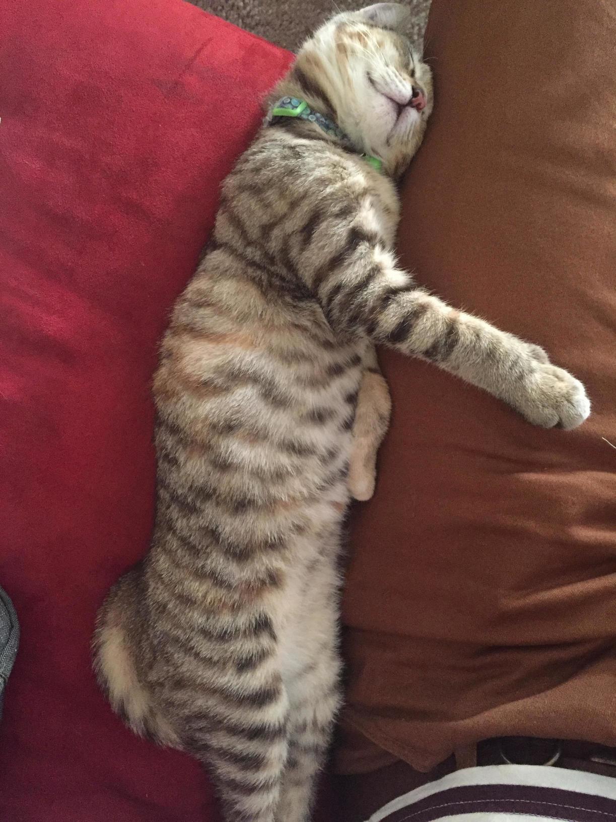 Interesting Way to Take a Nap