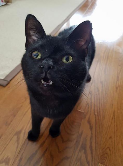 Is That . . . the Big Bag of Treats