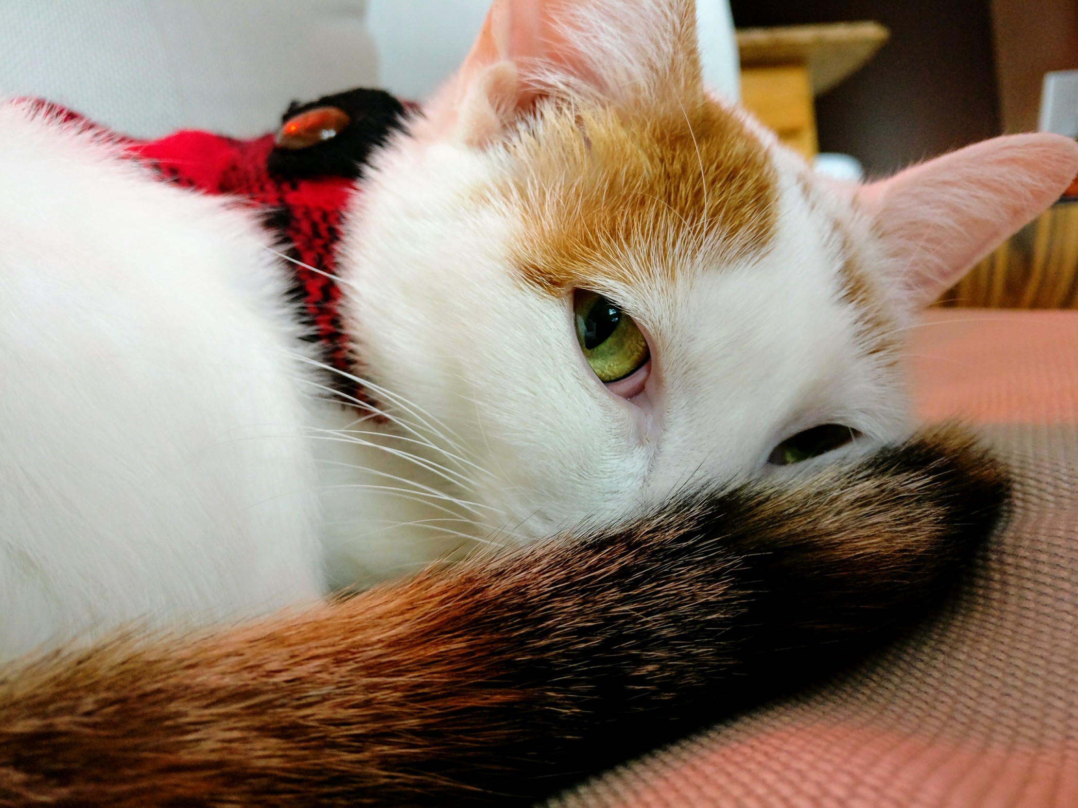 It Took 25 Years but I Finally Got a Meower of My Own.