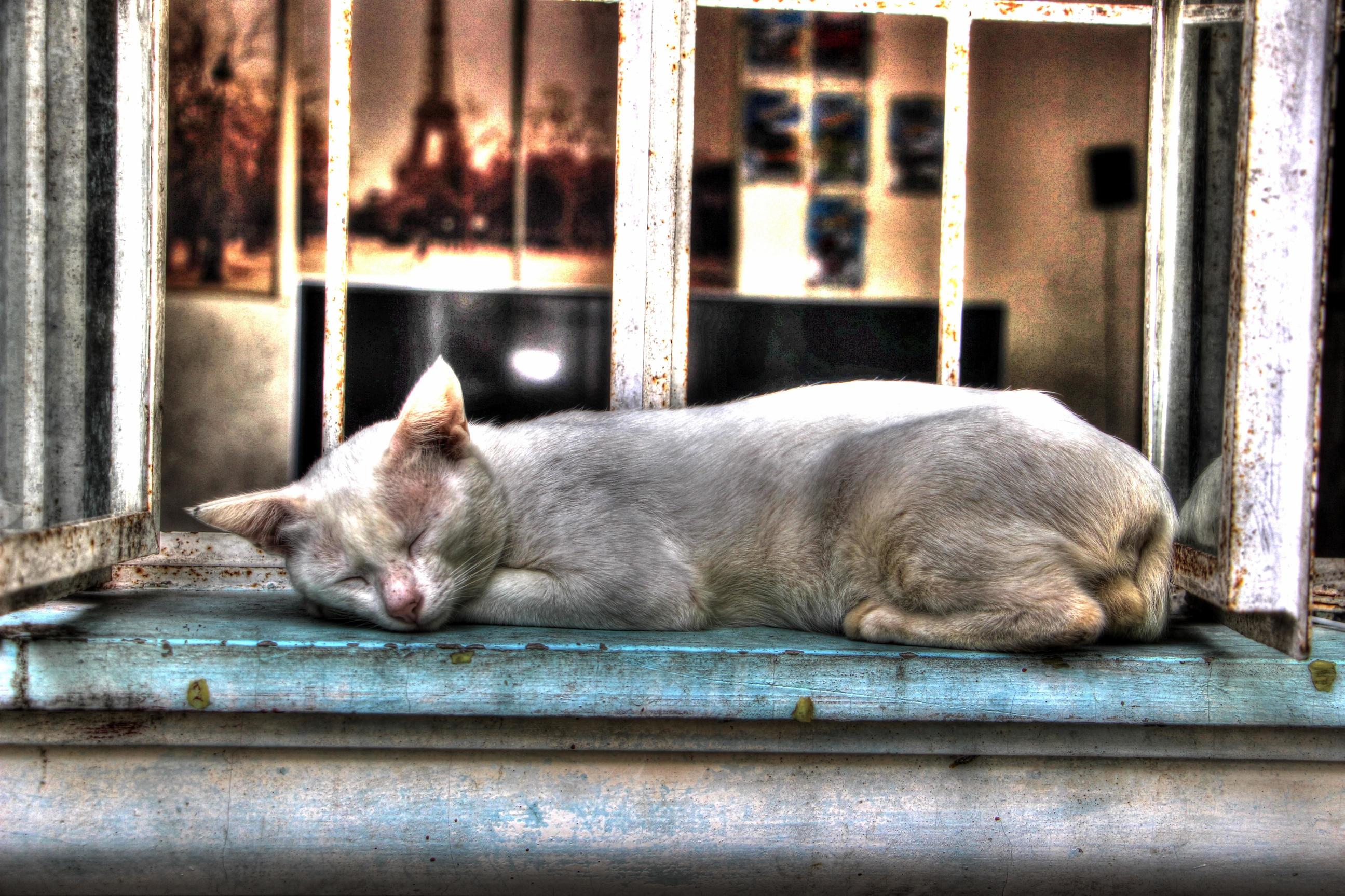 Its Been a Hard Days Night and ID Been Working Like a Dog.