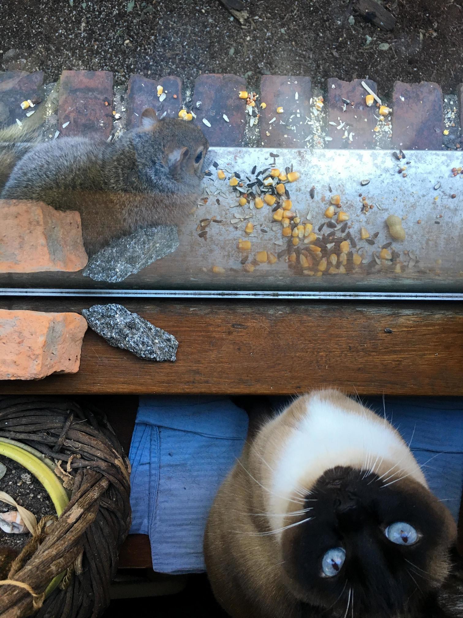 Jasmine Would You Pleeeeeeease Let Me Play with Mr. Squirrel