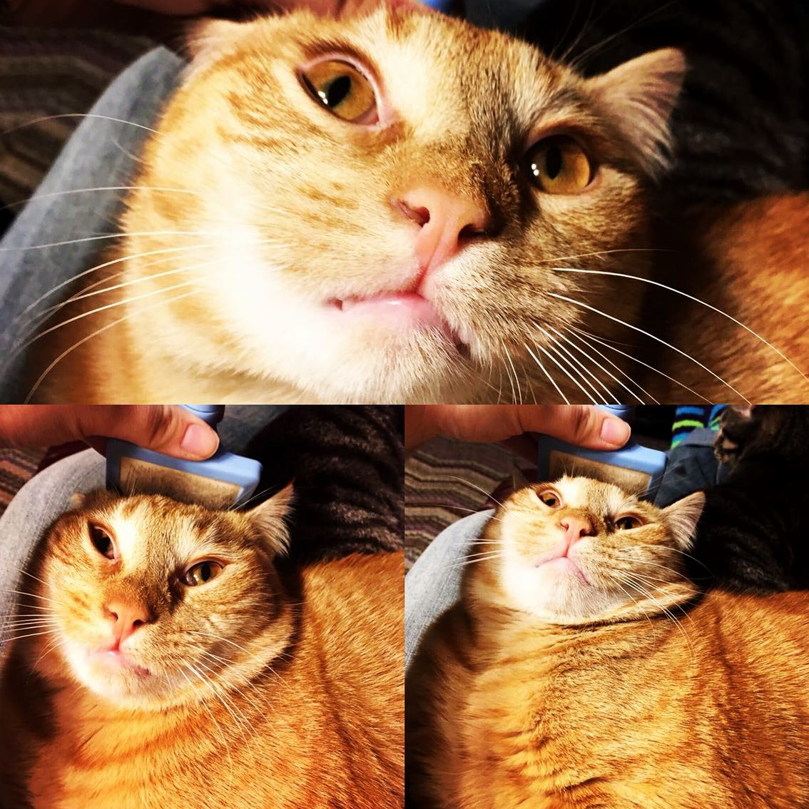 Just a Cat Who Hates His Brush