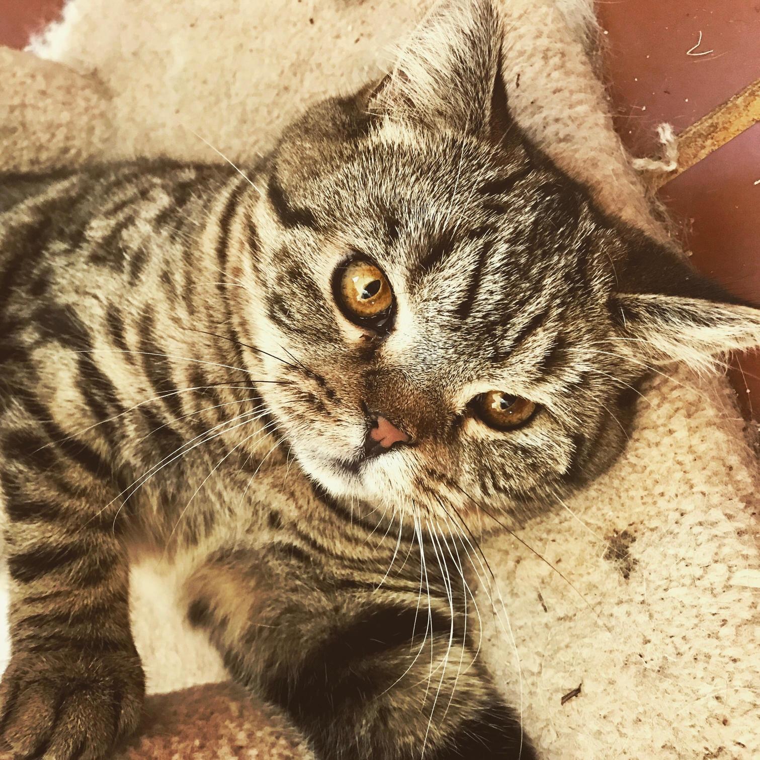 Just Picked Out This Guy and Waiting Two Weeks Till He Can Be Part of the Fam Is Going to Be Excruciating.