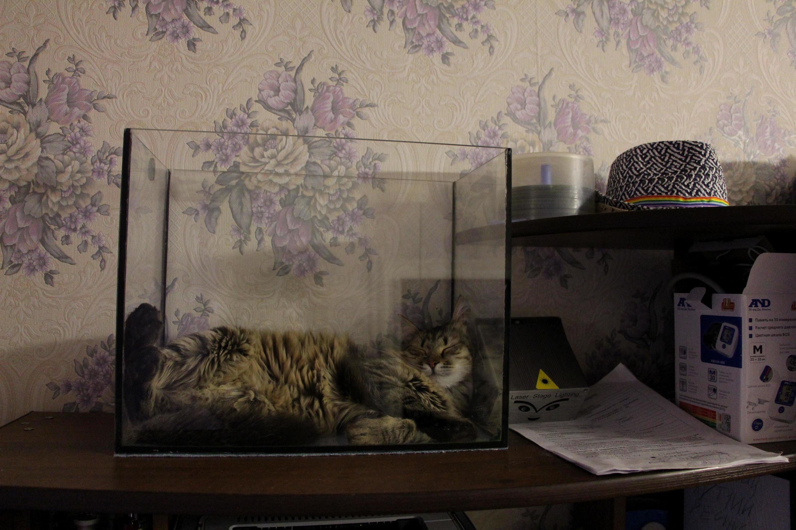 Kai Has Found His Place.