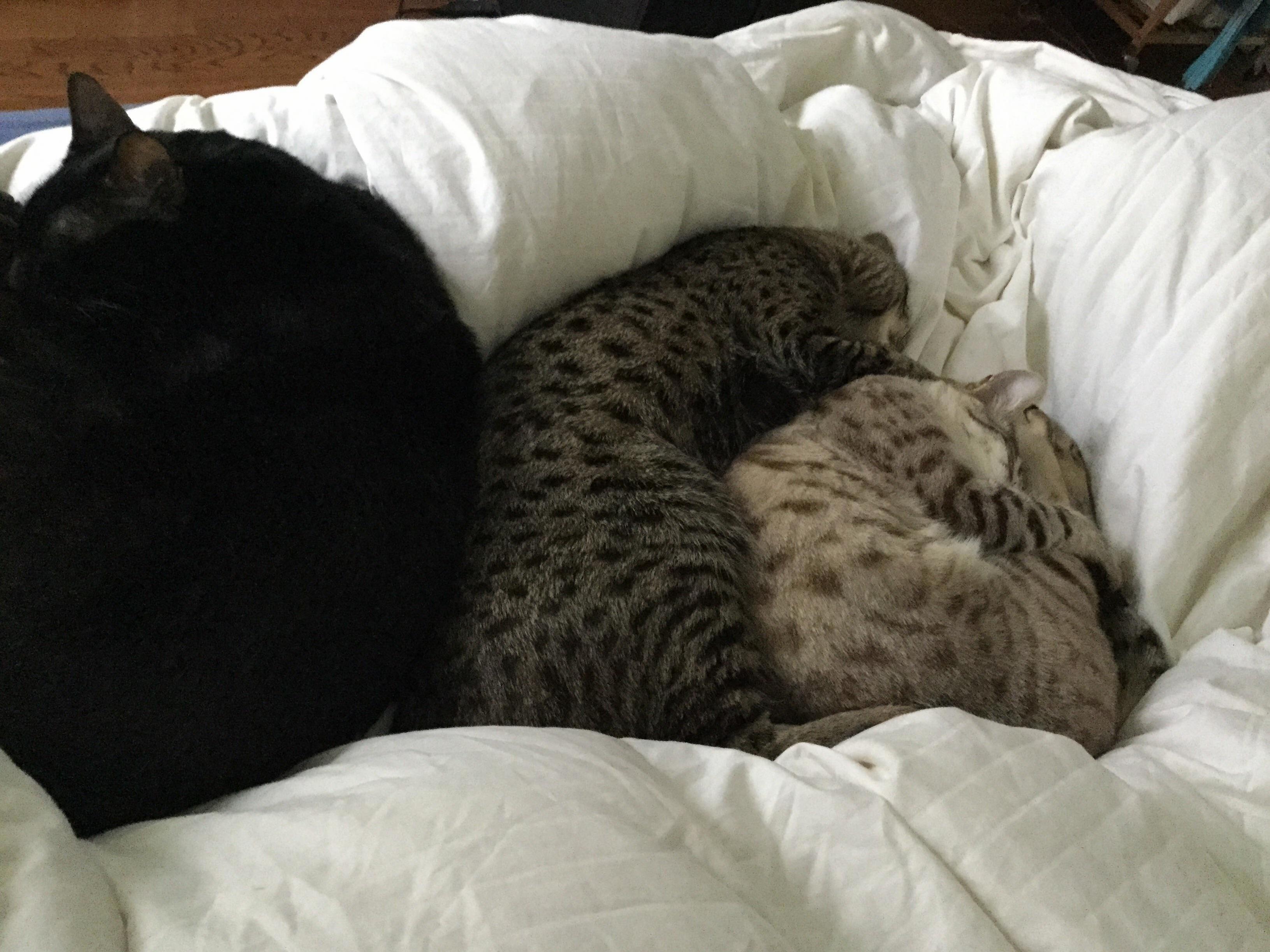 Lazy Sunday Morning