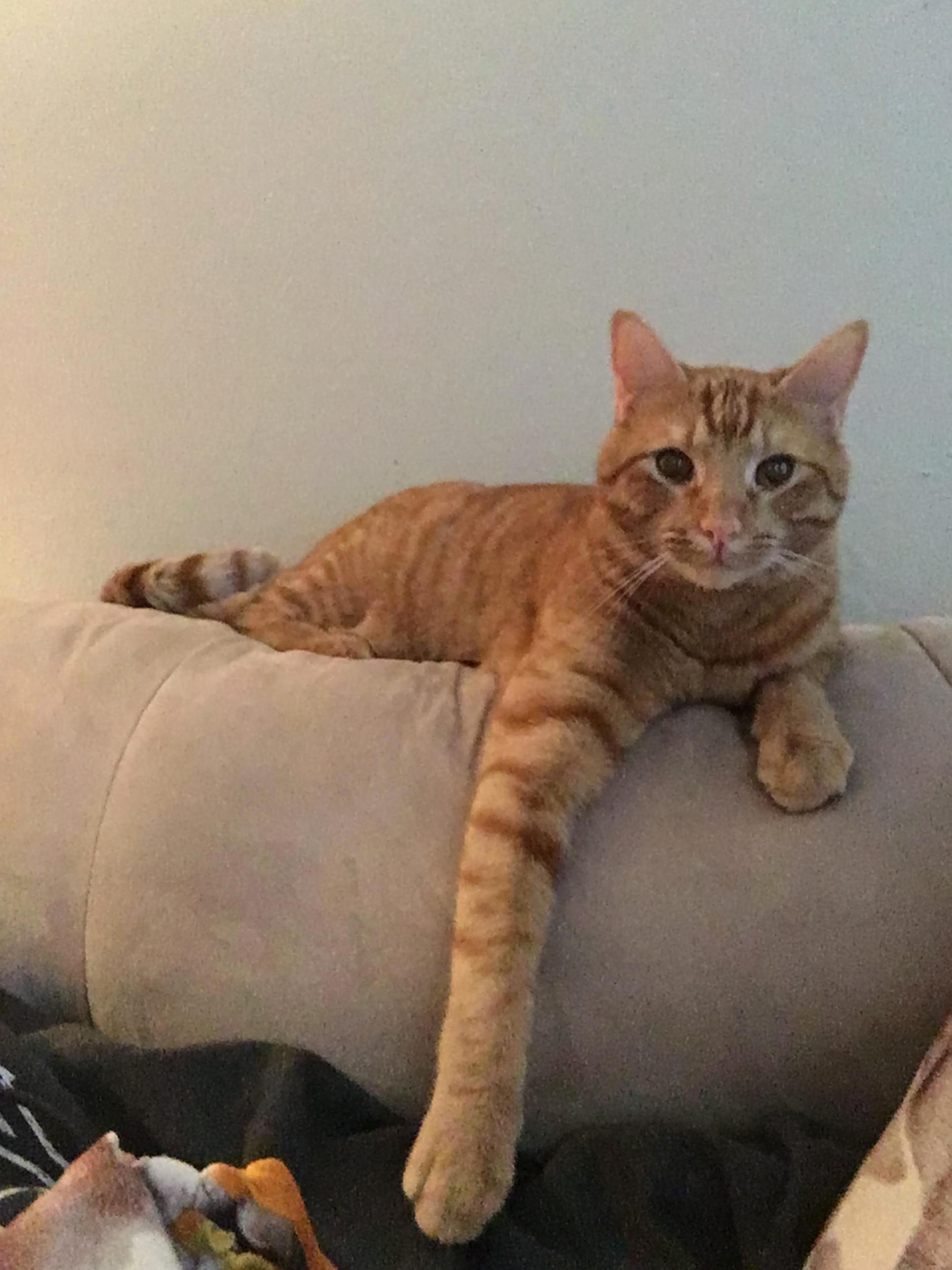 Less Phone More Pets.