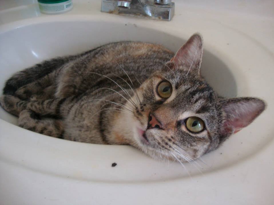 Loxy Loves the Sink