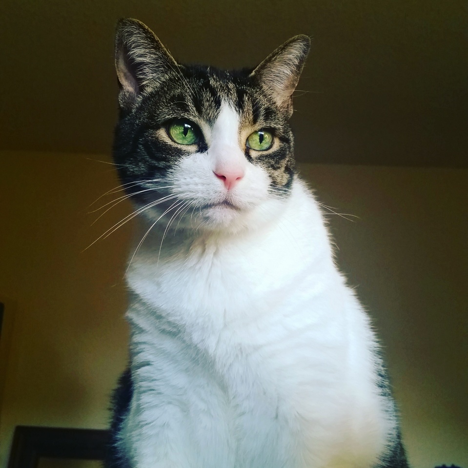 Meet My Old Man Ranger