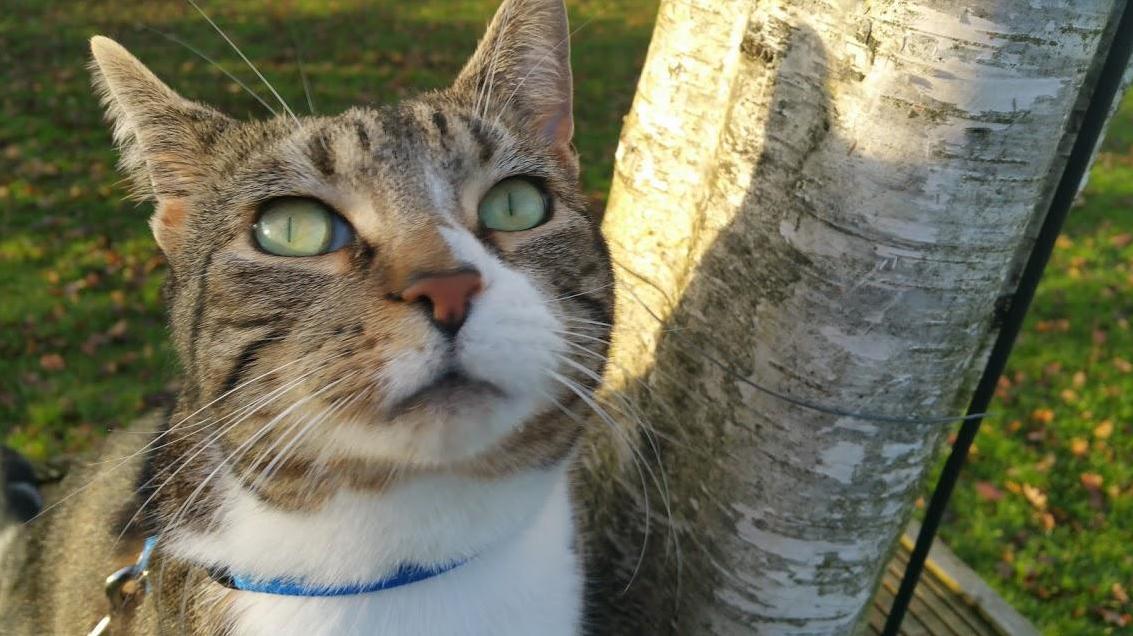 Meet My Sweet Boy Chewie