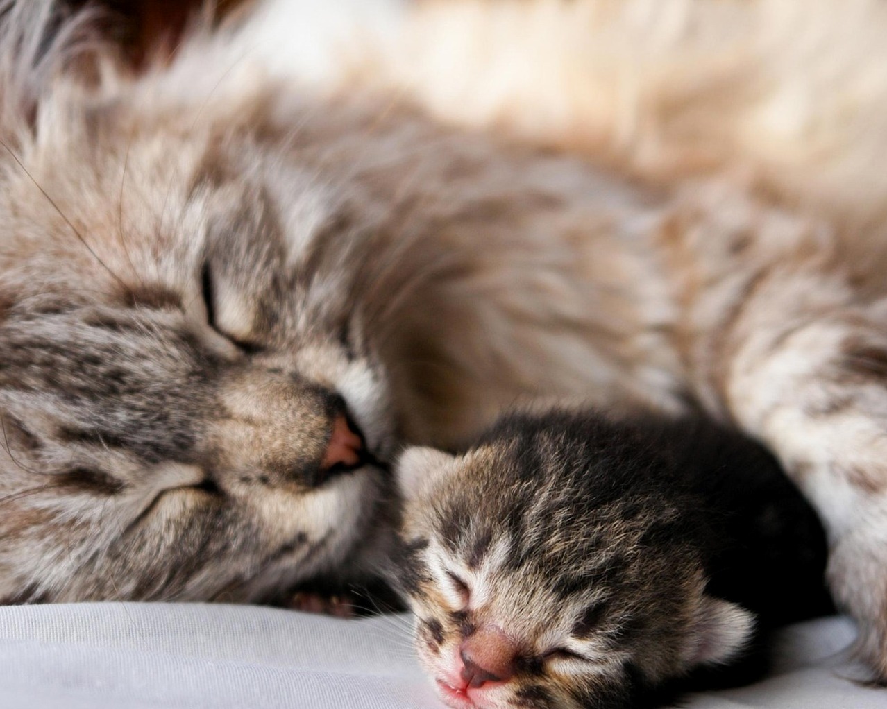 Momma Sleeping with Her Baby