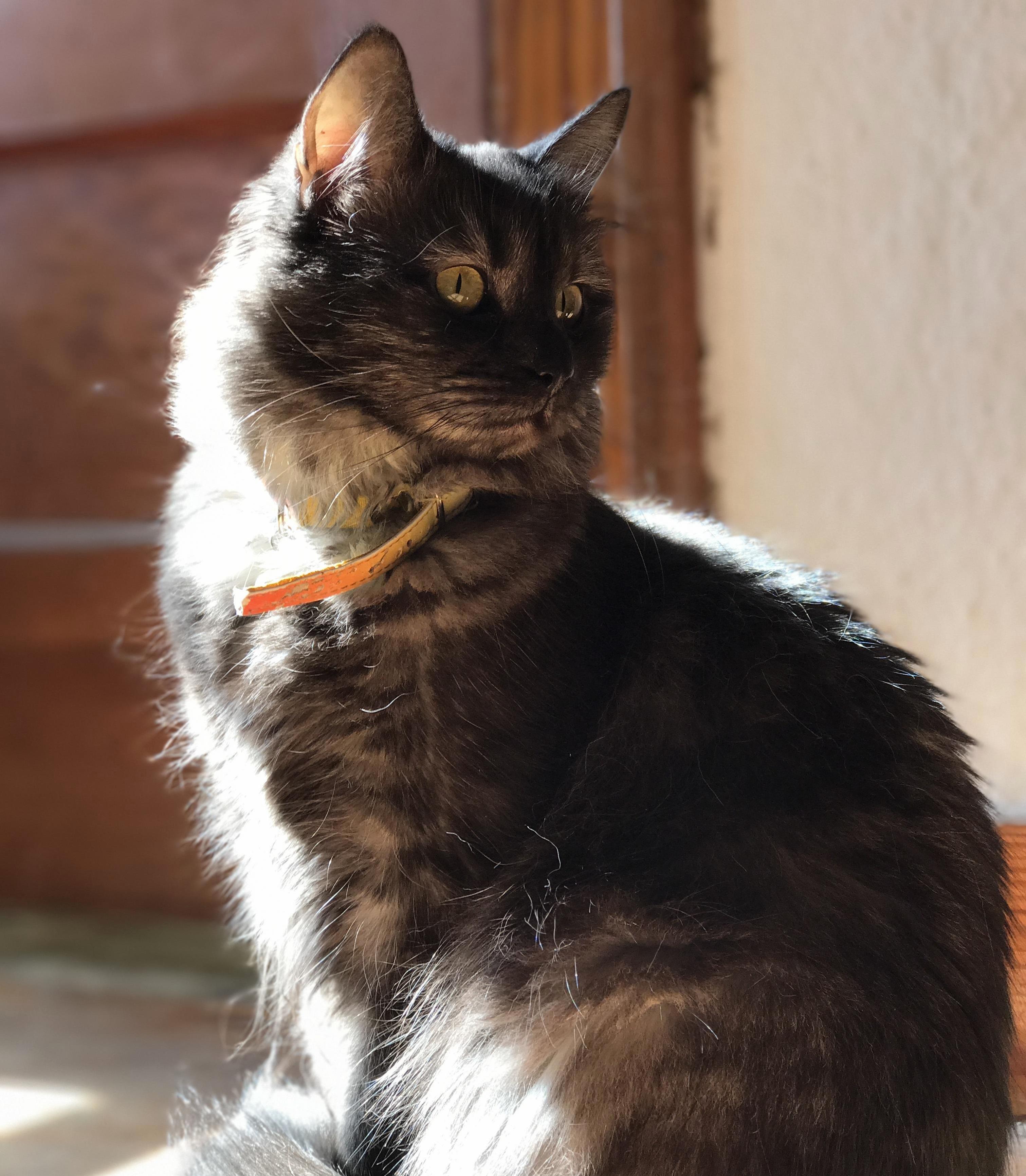 Moody Blue in All of Her Fluffy Glory.