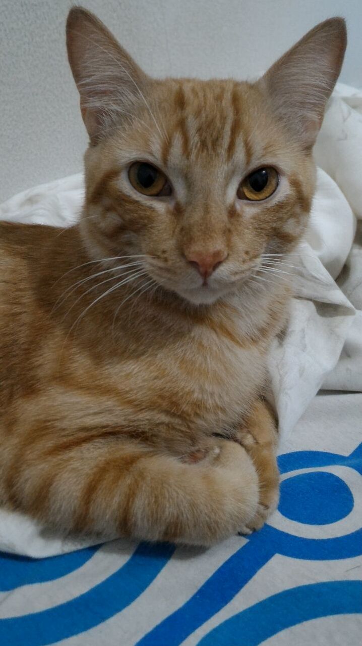 Mr Pancakes Is Looking at You