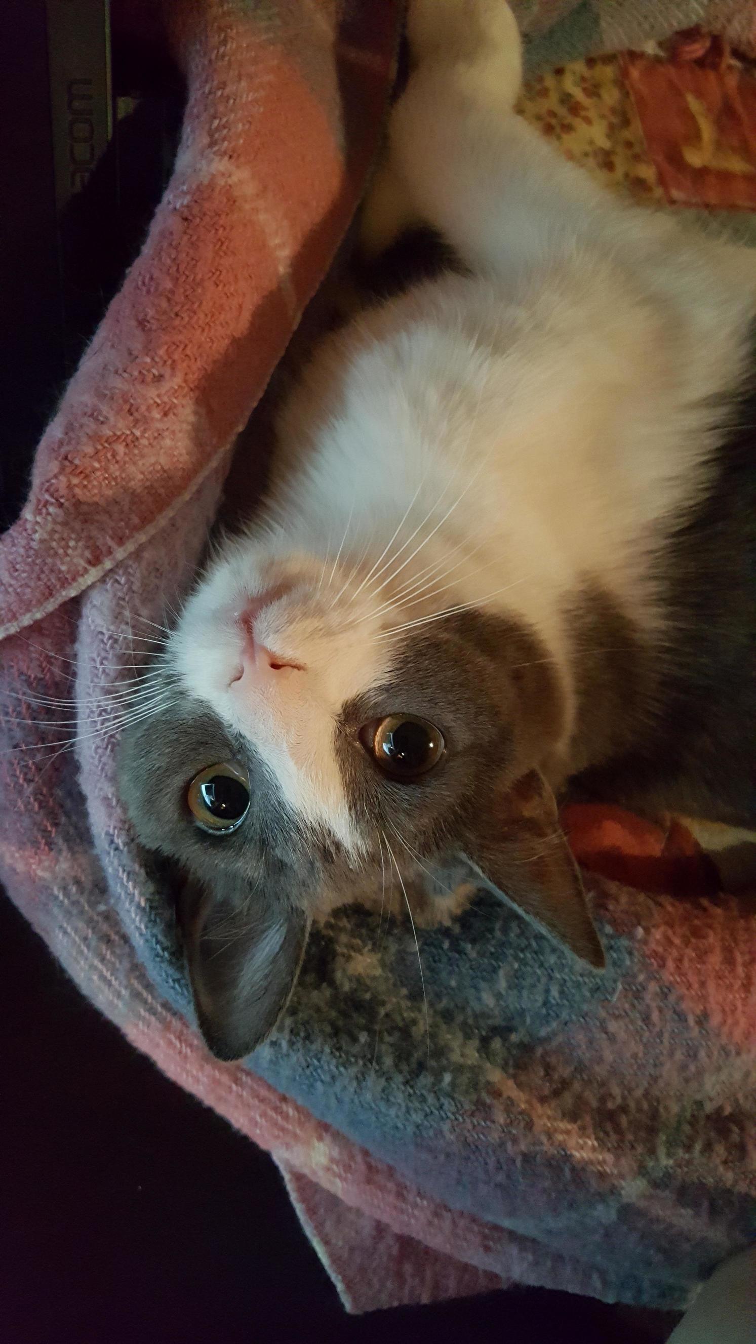 My Beautiful Little Sophie
