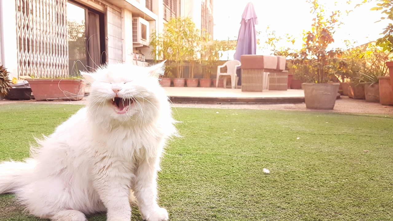 My Blissful Little Kitty