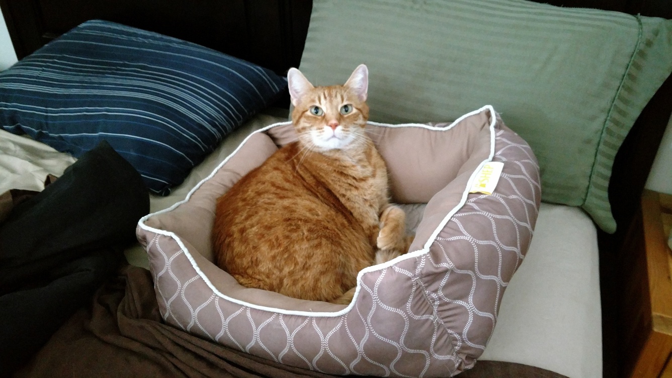 My Buddy Jack. He Sleeps in His Little Bed Right Next to Me.