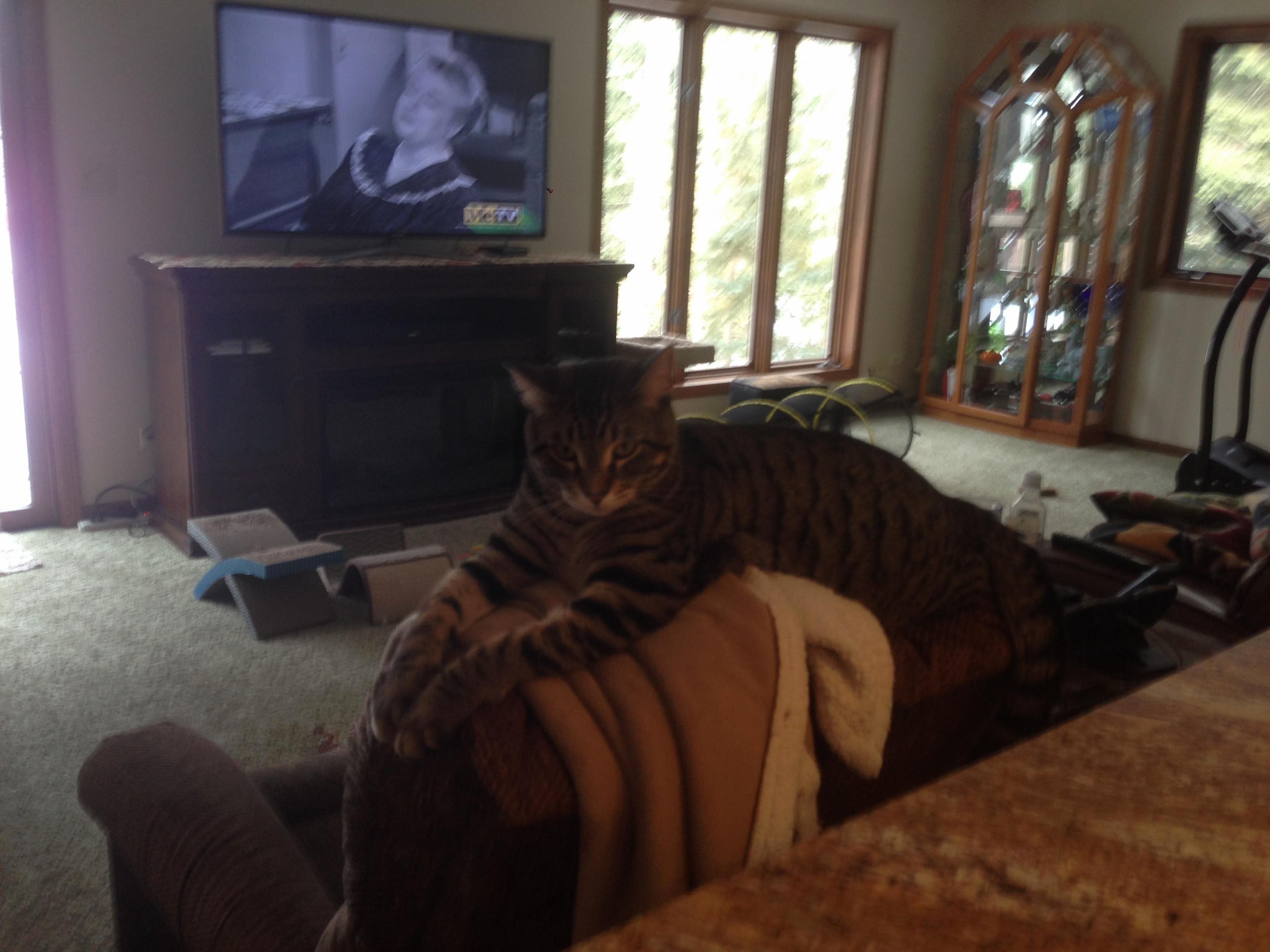 My Cat Aunt Bee