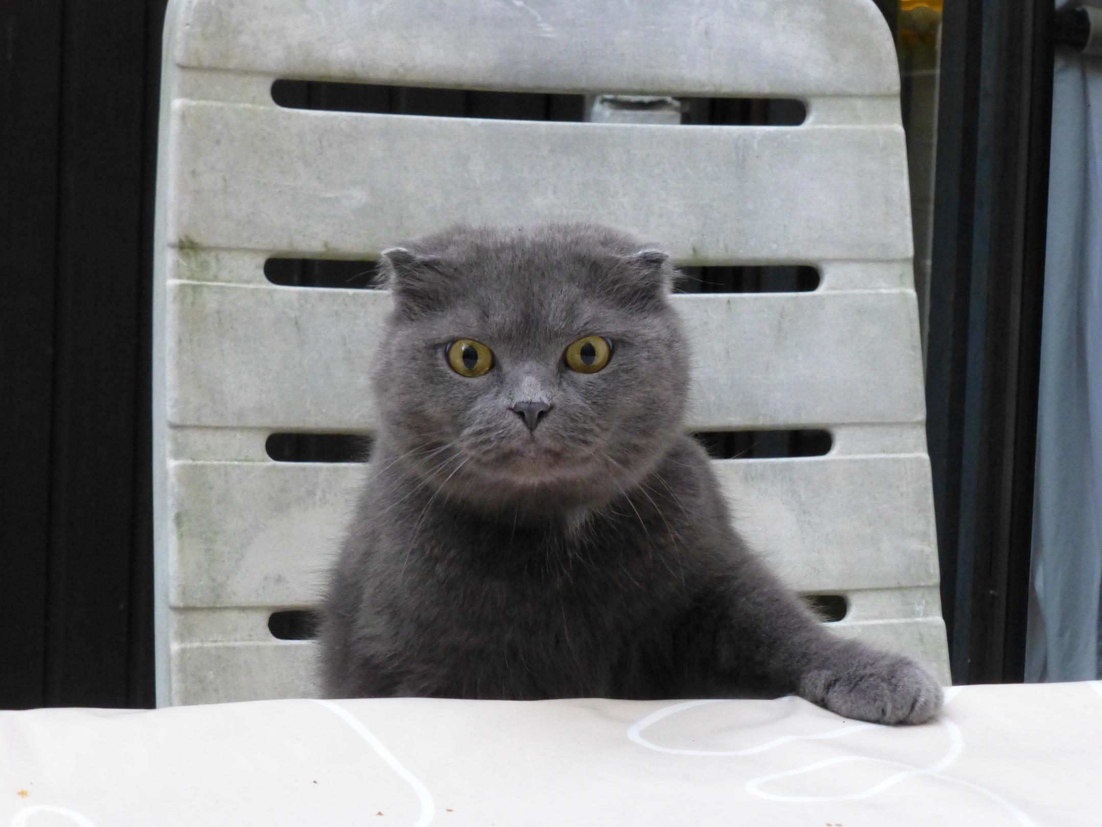 My Cat Demands Some Answers.