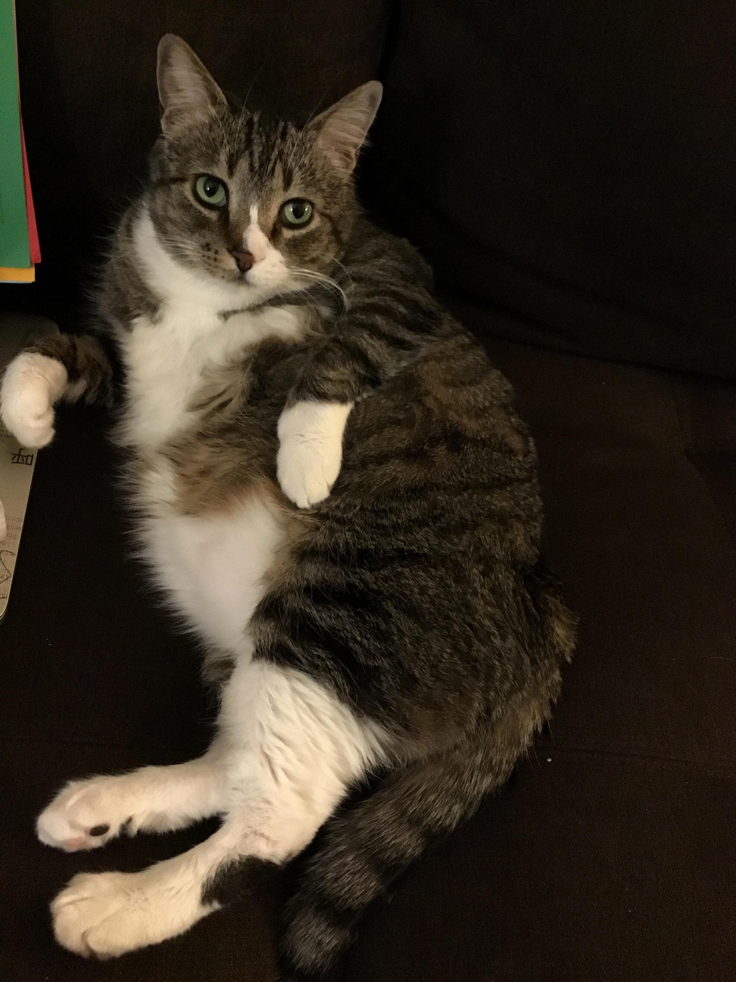 My Cat Has a Lot of Convidence in Her Poses.