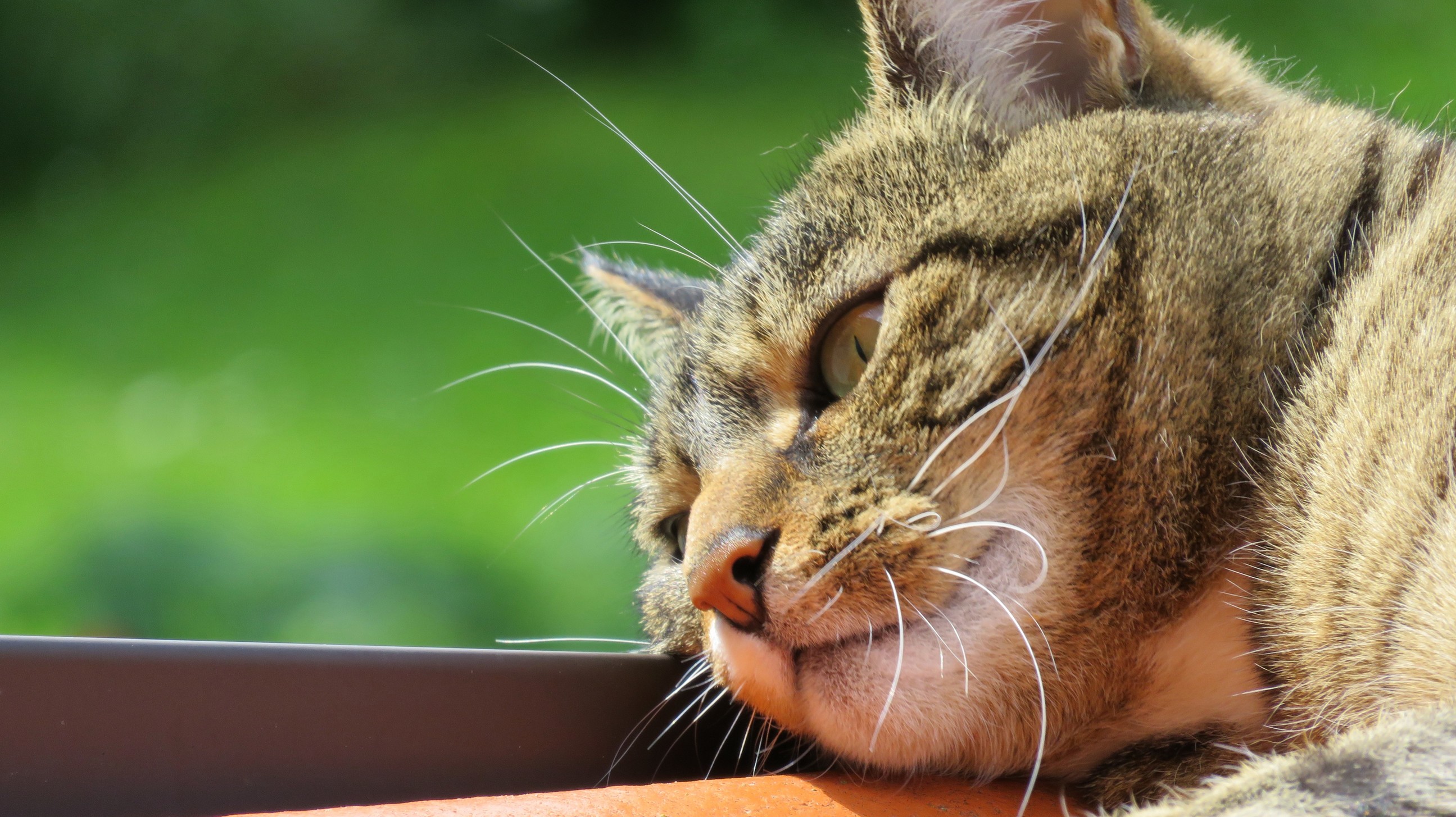 My Cat on Sun Thinking About Something Probably Food