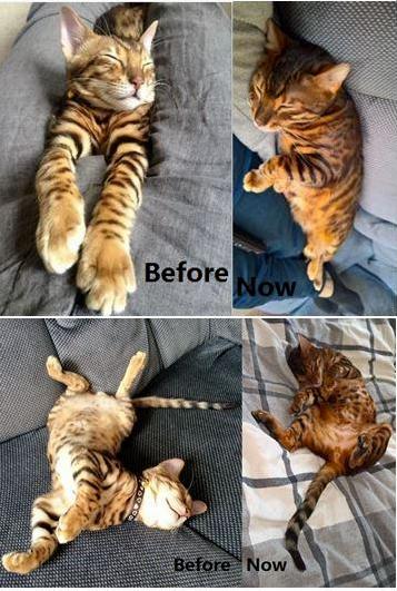 My Cat Sleep Before Vs Now