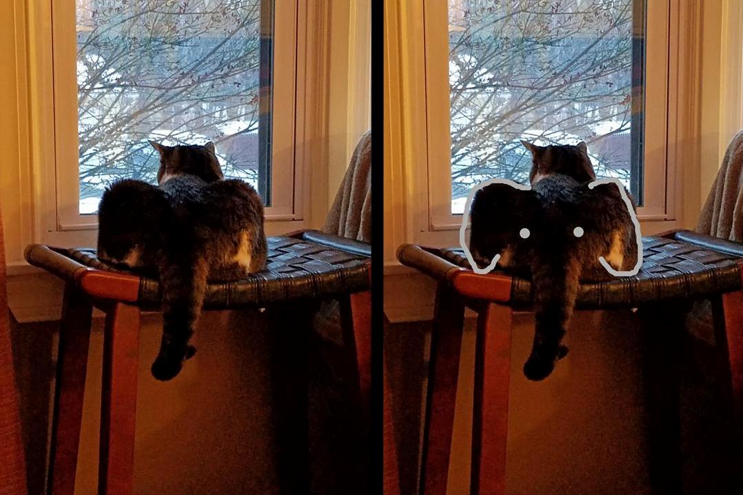 My Cats Butt Looks Like an Elephant When She Bird Watches