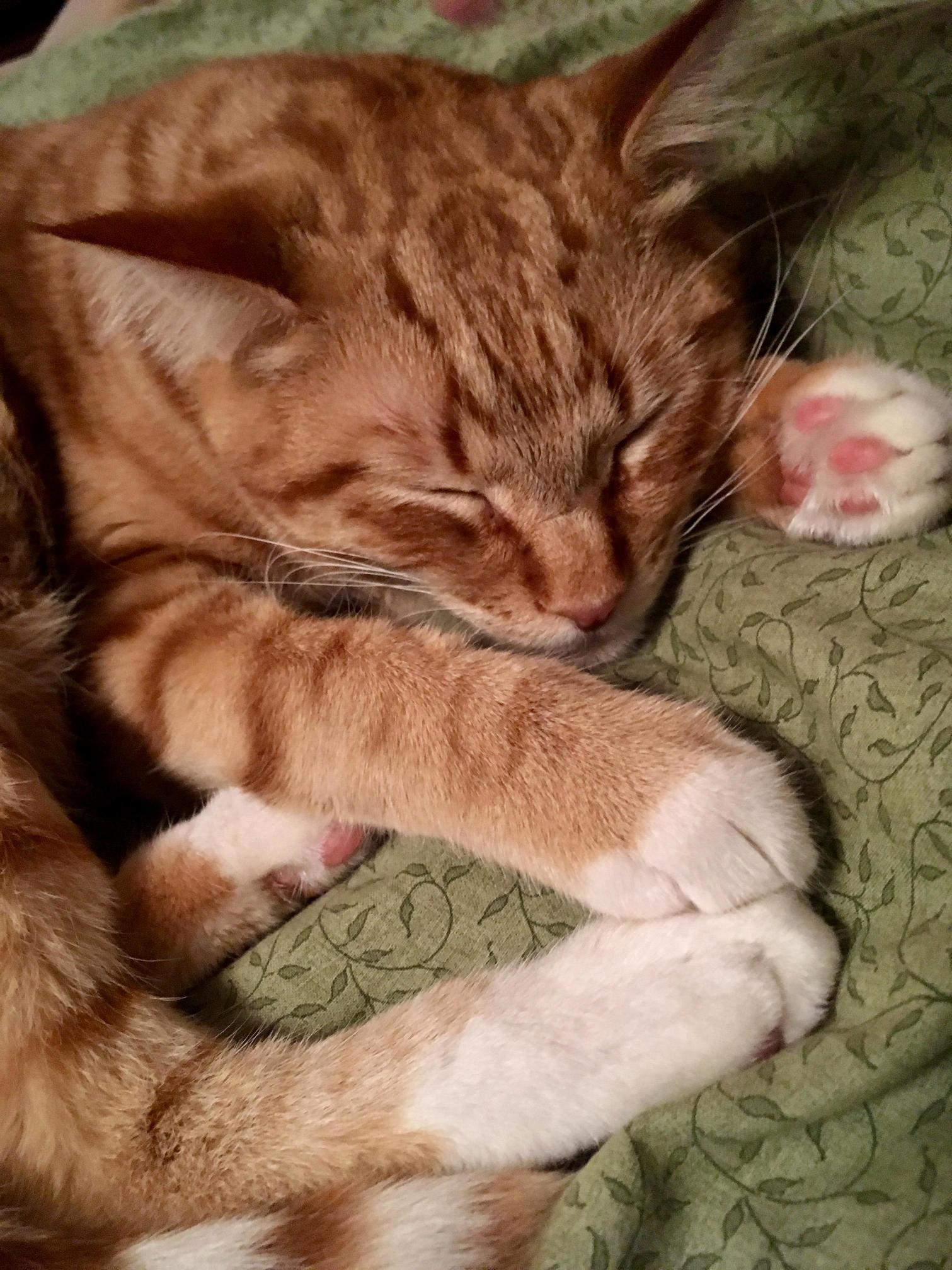 My Charlie Getting Some Sleep